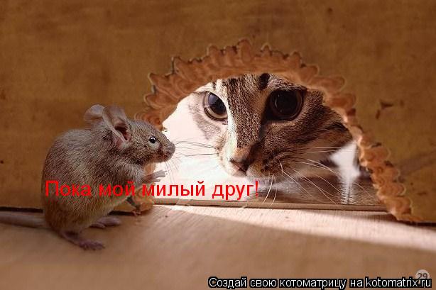 Котоматрица: Пока мой милый друг!