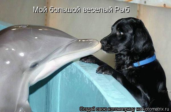 Котоматрица: Мой большой веселый Рыб