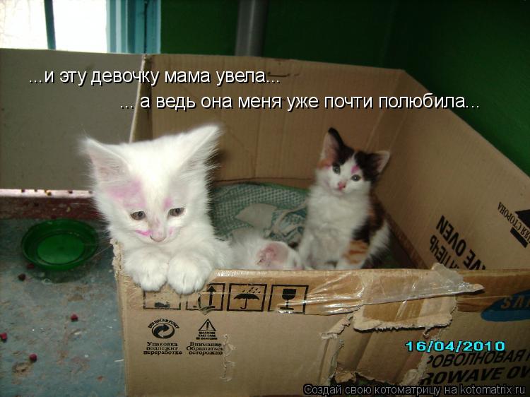 Котоматрица: ...и эту девочку мама увела... ... а ведь она меня уже почти полюбила...