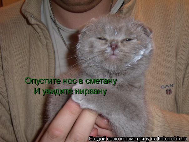 Котоматрица: И увидите нирвану Опустите нос в сметану