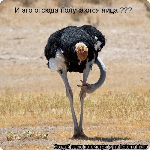 Котоматрица: И это отсюда получаются яйца ???