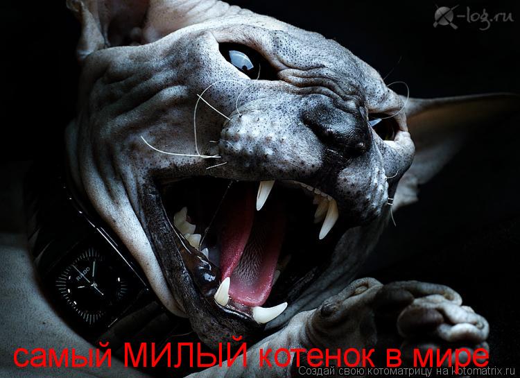 Котоматрица: самый МИЛЫЙ котенок в мире