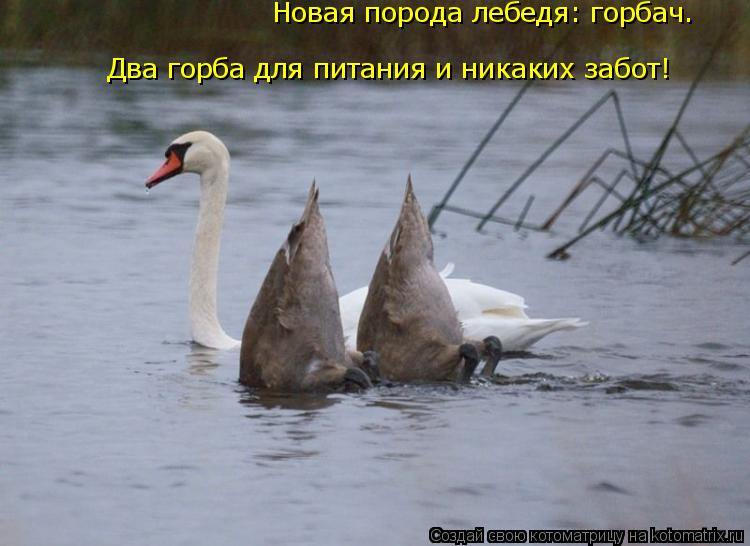 Котоматрица: Новая порода лебедя: горбач. Два горба для питания и никаких забот!
