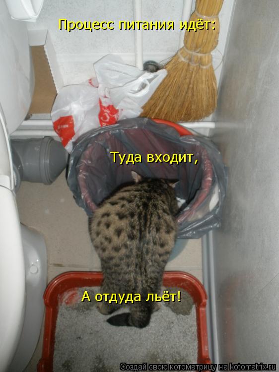 Котоматрица: Процесс питания идёт: Туда входит, А отдуда льёт!
