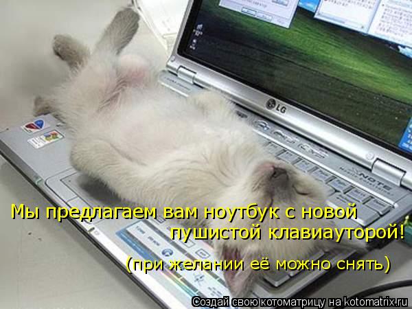 Котоматрица: Мы предлагаем вам ноутбук с новой пушистой клавиауторой! (при желании её можно снять)