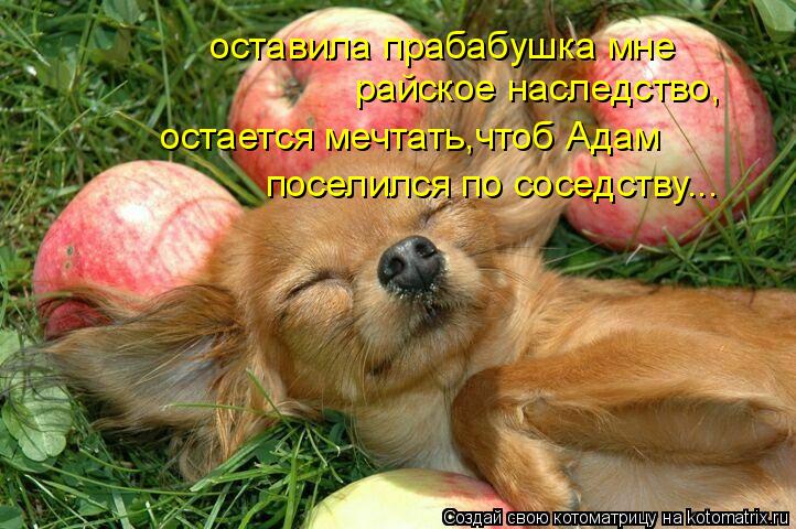 Котоматрица: оставила прабабушка мне райское наследство, остается мечтать,чтоб Адам  поселился по соседству...