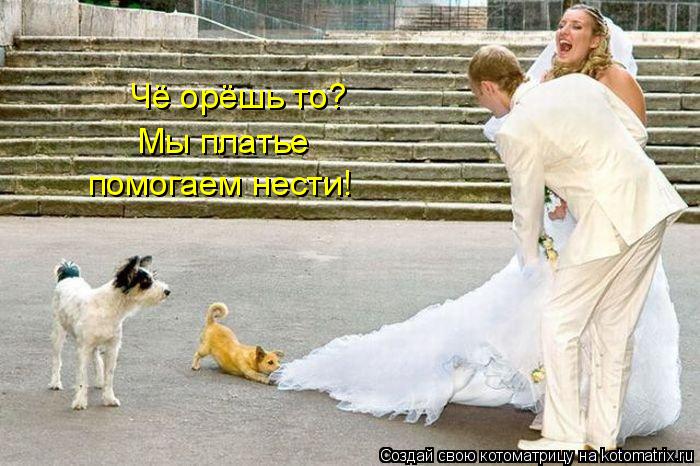 Котоматрица: Чё орёшь то? Мы платье помогаем нести!