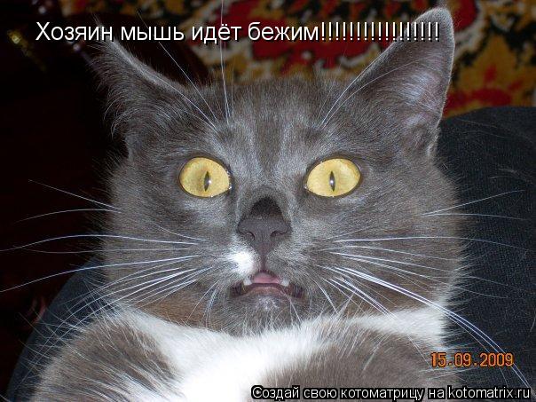 Котоматрица: Хозяин мышь идёт бежим!!!!!!!!!!!!!!!!!