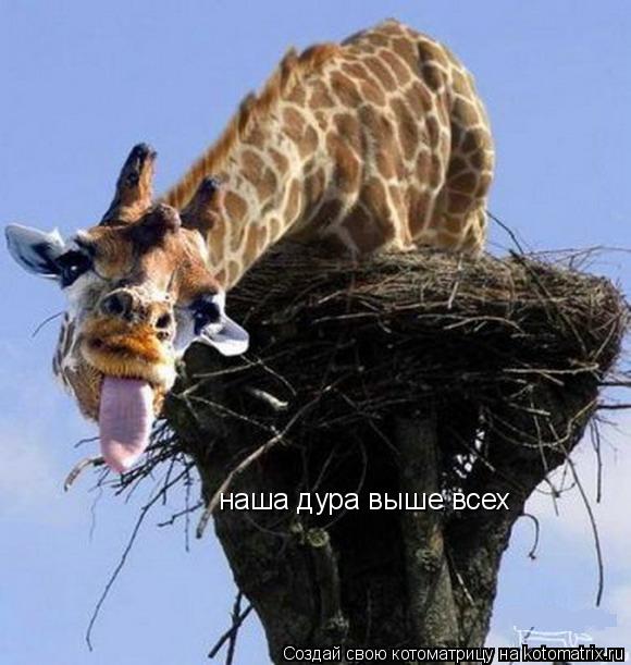 Котоматрица: наша дура выше всех