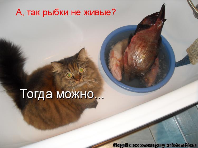Котоматрица: А, так рыбки не живые? Тогда можно...