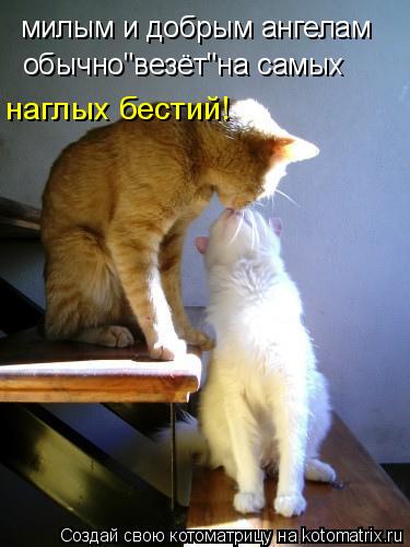 Котоматрица: милым и добрым ангелам обычно"везёт"на самых наглых бестий!