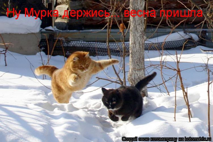 Котоматрица: Ну Мурка держись... весна пришла