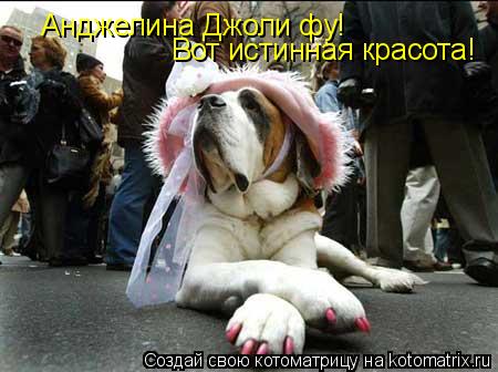 Котоматрица: Анджелина Джоли фу! Вот истинная красота!