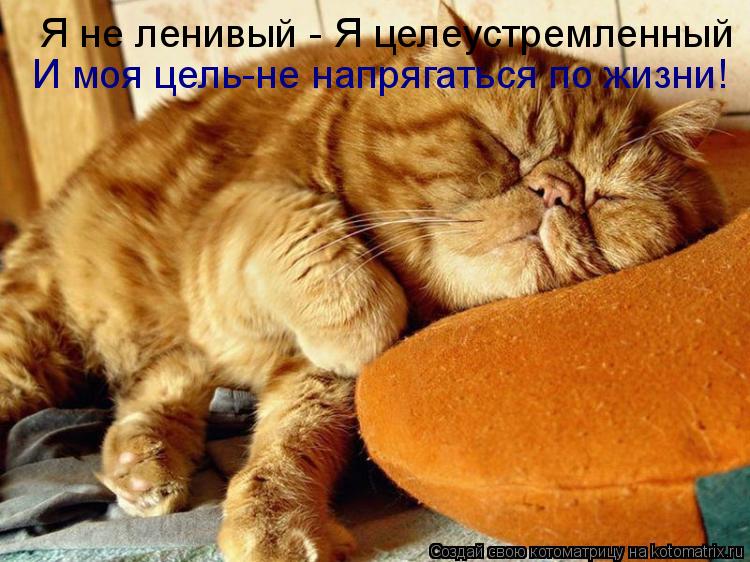 Котоматрица: Я не ленивый - Я целеустремленный И моя цель-не напрягаться по жизни!