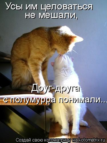 Котоматрица: Усы им целоваться  не мешали, Друг-друга с полумурра понимали...