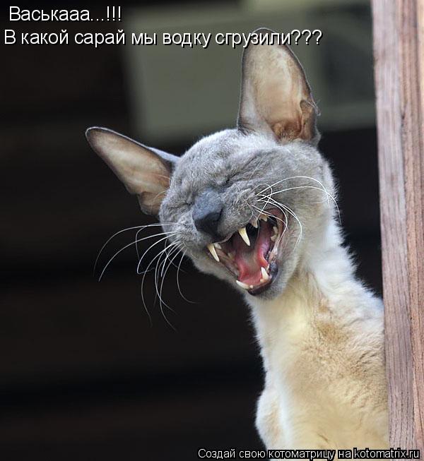 Котоматрица: Васькааа...!!! В какой сарай мы водку сгрузили???