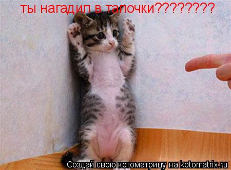 Котоматрица: ты нагадил в тапочки????????