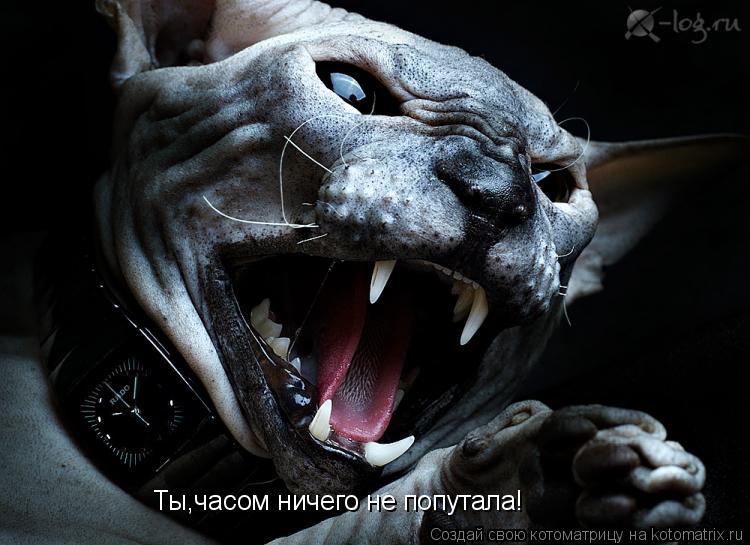 Котоматрица: Ты,часом ничего не попутала!