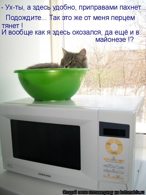 Котоматрица: - Ух-ты, а здесь удобно, приправами пахнет... Подождите... Так это же от меня перцем  тянет ! И вообще как я здесь окозался, да ещё и в  майонезе !?