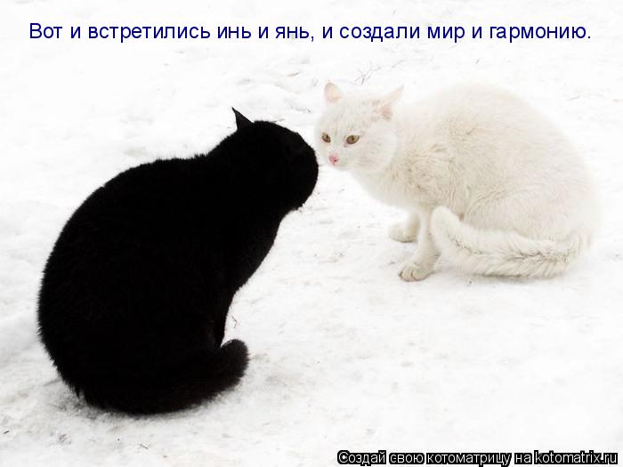 Котоматрица: Вот и встретились инь и янь, и создали мир и гармонию.