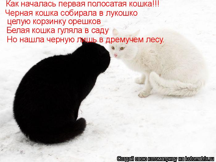 Котоматрица: Как началась первая полосатая кошка!!! Черная кошка собирала в лукошко целую корзинку орешков Белая кошка гуляла в саду Но нашла черную лиш