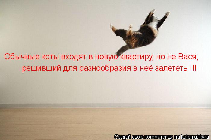 Котоматрица: Обычные коты входят в новую квартиру, но не Вася, решивший для разнообразия в неё залететь !!!