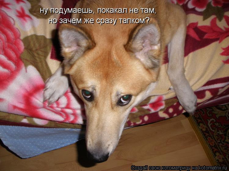 Котоматрица: ну подумаешь, покакал не там, но зачем же сразу тапком?