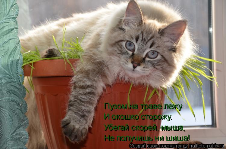 Котоматрица: Пузом на траве лежу И окошко сторожу.  Убегай скорей, мыша, Не получишь ни шиша!