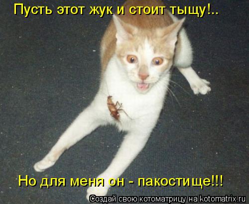 Котоматрица: Пусть этот жук и стоит тыщу!.. Но для меня он - пакостище!!!