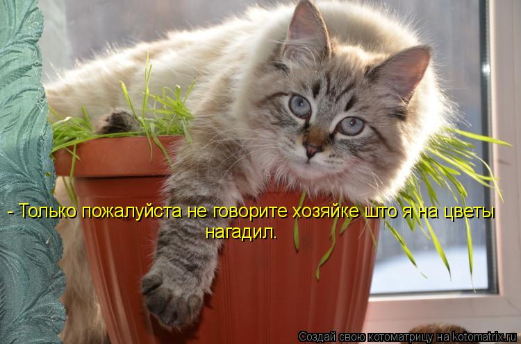 Котоматрица: - Только пожалуйста не говорите хозяйке што я на цветы  нагадил.