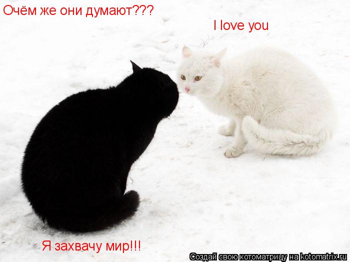 Котоматрица: Очём же они думают??? Я захвачу мир!!! I love you