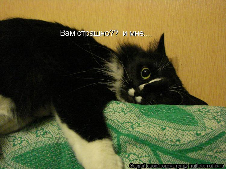 Котоматрица: Вам страшно??  и мне....