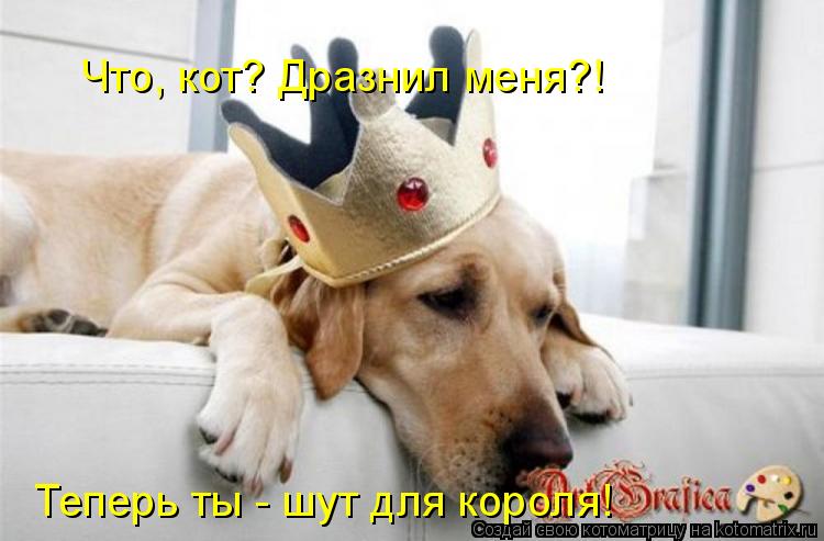 Котоматрица: Что, кот? Дразнил меня?! Теперь ты - шут для короля!