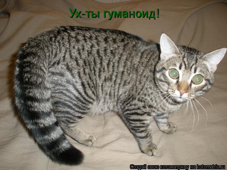 Котоматрица: Ух-ты гуманоид!