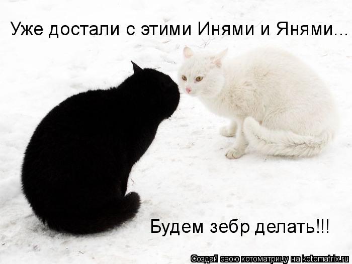 Котоматрица: Уже достали с этими Инями и Янями... Будем зебр делать!!!