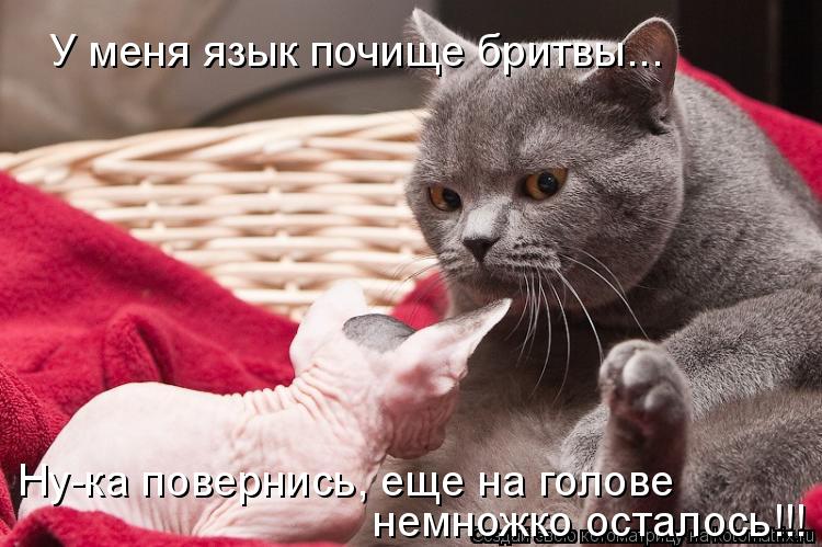 Котоматрица: У меня язык почище бритвы... Ну-ка повернись, еще на голове  немножко осталось!!!