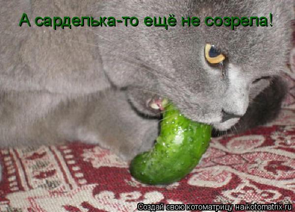 А сарделька-то ещё не созрела!... Котоматрица: А сарделька-то ещё не созрела!