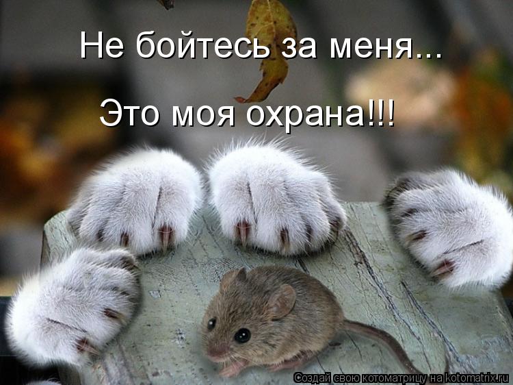 Не бойтесь за меня... Это моя охрана!!!... Котоматрица: Не бойтесь за меня... Это моя охрана!!!
