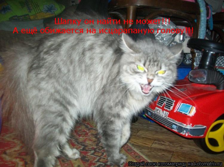 Шапку он найти не может!!! А ещё обижается на исцарапаную голову!!!... Котоматрица: Шапку он найти не может!!! А ещё обижается на исцарапаную голову!!!