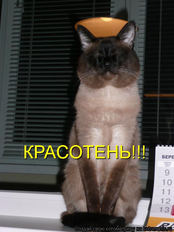 КРАСОТЕНЬ!!!... Котоматрица: КРАСОТЕНЬ!!!