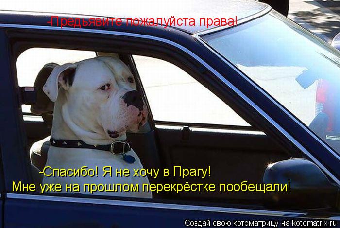 -Предьявите пожалуйста права! -Спасибо! Я не хочу в Прагу! Мне уже на прошлом перекрёстке пообещали!... Котоматрица: -Предьявите пожалуйста права! -Спасибо! Я не хочу в Прагу! Мне уже на прошлом перекрёстке пообещали!