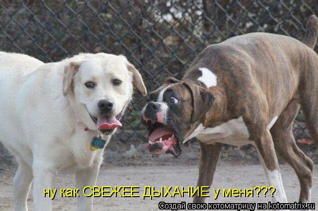 ну как СВЕЖЕЕ ДЫХАНИЕ у меня???... Котоматрица: ну как СВЕЖЕЕ ДЫХАНИЕ у меня???