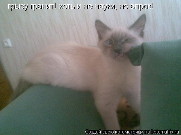 грызу гранит! хоть и не науки, но впрок!... Котоматрица: грызу гранит! хоть и не науки, но впрок!