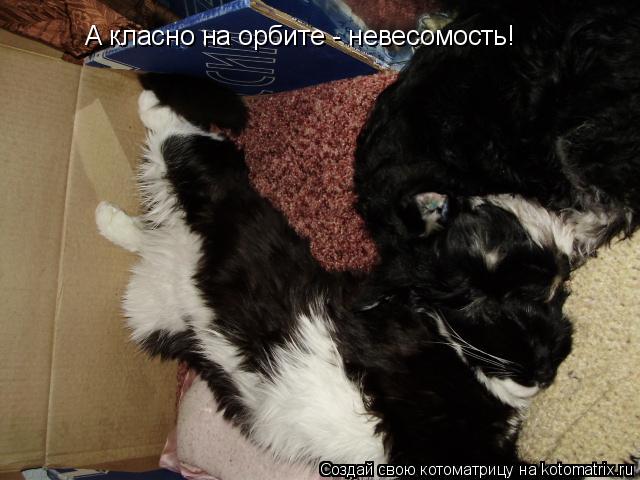 А класно на орбите - невесомость!... Котоматрица: А класно на орбите - невесомость!