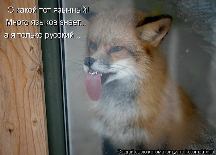 О какой тот язычный! Много языков знает... а я только русский...... Котоматрица: О какой тот язычный! Много языков знает... а я только русский...