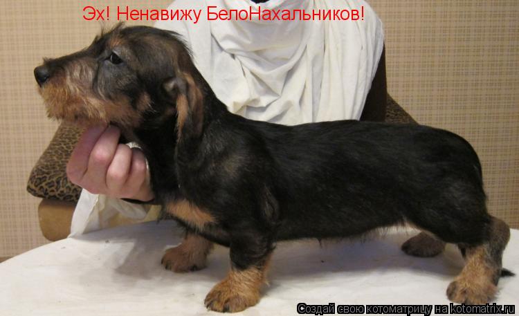 Эх! Ненавижу БелоНахальников!... Котоматрица: Эх! Ненавижу БелоНахальников!