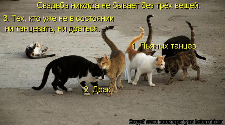 Свадьба никогда не бывает без трёх вещей: 1. Пьяных танцев 2. Драк 3. Тех, кто уже не в состоянии ни ... Котоматрица: Свадьба никогда не бывает без трёх вещей: 1. Пьяных танцев 2. Драк 3. Тех, кто уже не в состоянии ни танцевать, ни драться.