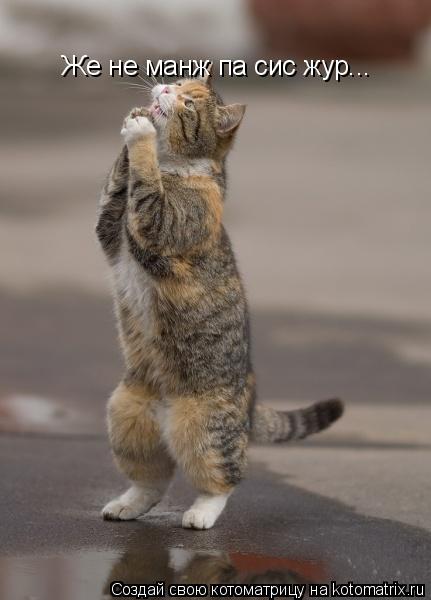 Же не манж па сис жур...... Котоматрица: Же не манж па сис жур...