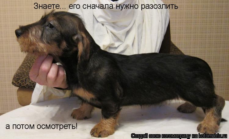 Знаете... его сначала нужно разозлить а потом осмотреть!... Котоматрица: Знаете... его сначала нужно разозлить а потом осмотреть!