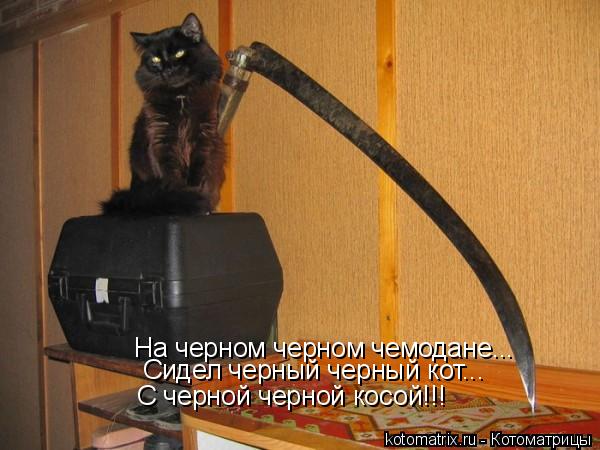 На черном черном чемодане... Сидел черный черный кот... С черной черной косой!!!... Котоматрица: На черном черном чемодане... Сидел черный черный кот... С черной черной косой!!!